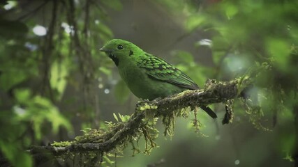 Wall Mural - whitehead's broadbill - calyptomena whiteheadi bird in calyptomenidae endemic to the mountain ranges