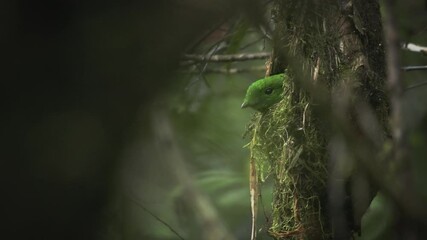 Wall Mural - whitehead's broadbill - calyptomena whiteheadi bird in calyptomenidae endemic to the mountain ranges