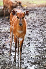 Wall Mural - A young sitatunga was seen standing in the mud, looking ahead