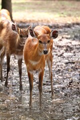 Wall Mural - A young sitatunga was seen standing in the mud, looking ahead