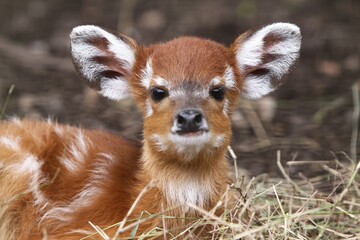 Wall Mural - There is a little sitatunga relaxing on the grass while looking ahead