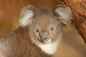 Wall Mural - portrait of a cute koala (phascolarctos cinereus) sitting in a tree, south australia