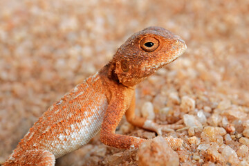 Wall Mural - portrait of a tropical spiny agama (agama armata) sitting on sand, south africa