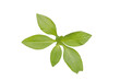 © Take ME - Green Leaf Arrangement PNG on Transparent Background for Creative Use