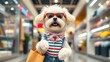 © 초롱 박 - Aquí hay un lindo Bichón vestido y yendo de compras a una tienda departamental.