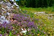 © kato08 - Purple rock thyme (Clinopodium alpinum) flowers