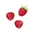 © BN studio - Vector watercolor raspberry / 水彩テイストのラズベリーイラスト