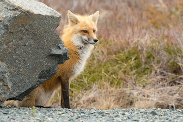 Wall Mural - Red Fox taken at Newfoundland Canada