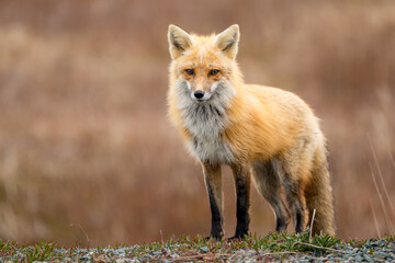 Wall Mural - Red Fox taken at Newfoundland Canada