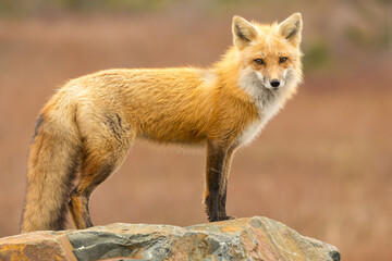 Wall Mural - Red Fox taken at Newfoundland Canada