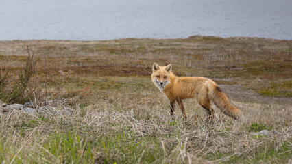 Wall Mural - Red Fox taken at Newfoundland Canada