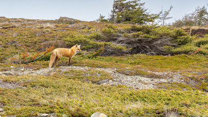 Wall Mural - Red Fox taken at Newfoundland Canada