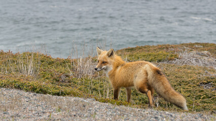 Wall Mural - Red Fox taken at Newfoundland Canada