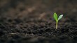 © RAT-GSJ - Sprout, Seedling, Plant, New Life Sprouting from the Earth