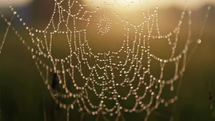 close-up of spider net with dew in the morning