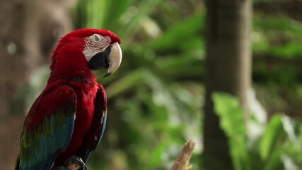 Close up red Macaw parrots portrait in Caribbean tropical forest. Playa del Carmen, Quintana Roo, Mexico. Borneo island fauna. Wild birds in natural habitat. Big beak parrot in wildlife, Indonesia