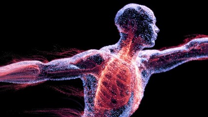 Wall Mural - Medical visualization of a stylized human body rotating gracefully, showcasing glowing muscles and lungs against a dark background, emphasizing anatomical details