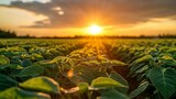 Golden Hour in the Soybean Field, Agriculture Photography, Sunset, Plants Soybean, Agriculture