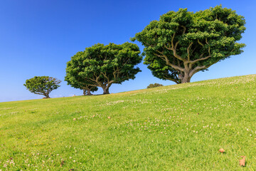 Wall Mural - bushy green trees on a lush meadow under a clear blue sky