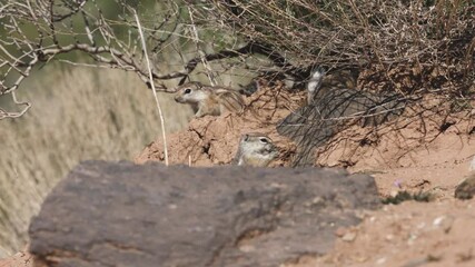Wall Mural - Baby Antelope Squirrels eat and groom under the twiggy branches of a desert bush in the morning sun on a spring day in Southern Utah USA.