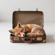 © Ольга Трофимчук - A charming red fox curled up and fast asleep inside a vintage suitcase, offering a heartwarming moment of tranquility and rest.