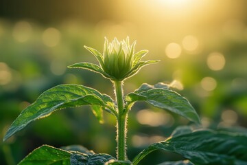 Wall Mural - green flower bud with leaves is sunlit in a blurry outdoor field. use this image to represent new li