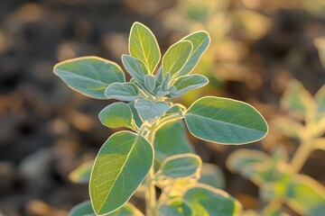Wall Mural - young plant with soft green leaves, glowing in the warm sunlight. illustrates growth, nature, and ne