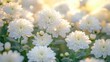 © EUT - White chrysanthemums blossom with soft petals, bathed in gentle, diffused sunlight. Use for themes of purity, hope, sympathy, or delicate beauty in your designs.