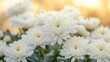 © EUT - Close-up shot of beautiful white chrysanthemum flowers with soft golden background. Use for floral designs, backgrounds, or to convey purity and freshness.