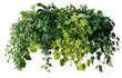 © farid4kbar - Lush arrangement of various green plants with different leaf shapes and textures, featuring cascading vines and bushy foliage perfect for indoor or garden decoration