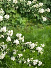 Wall Mural - White jasmine flowers among lush green leaves create a fresh summer garden background