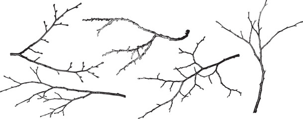 Bare Tree Branches Vector Illustration on White Background