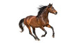 © Hanna - Brown Horse in Motion isolated on transparent background