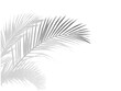 © abdur - Realistic shadow overlay effect. Natural palm leaf shadows isolated on transparent background. Tropical coconut branch shade, foliage silhouette decoration. Design element for summer spring projects