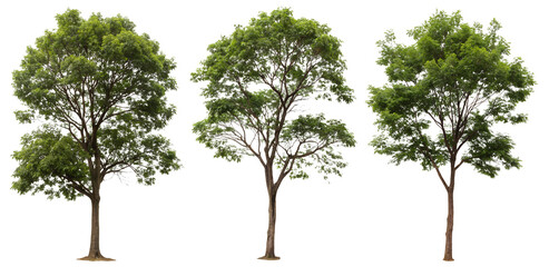 Set of green trees on a transparent background. Concept of plants for design.