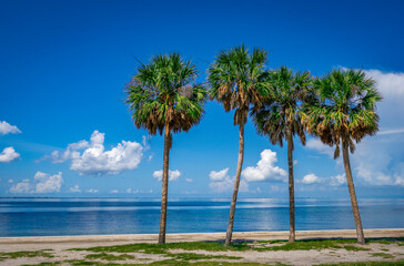 Wall Mural - palm trees on tampa bay and the gulf of mexico in the skyway fishing pier state park in florida usa