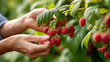 © Nataliia Pyzhova - Hands picking ripe red raspberries from green bush in sunny garden, close-up of harvesting process. Fresh organic berries.