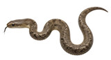 Isolated Snake