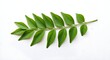 © STDG - Curry leaf, Curry leaves, Sprig, Fresh Curry Leaves Sprig on White Background