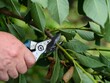 © rosinka79 - Garden shears in man hands being used to cut branch of a tree.