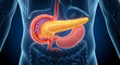 © Farith - Human Pancreas: Anatomy, Function, and Diabetes Role