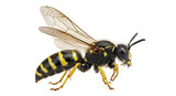 Isolated Detailed Wasp