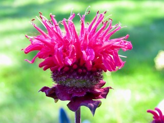 Wall Mural - a single bee balm against a blurry green background