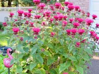 Wall Mural - A bee balm plant in the garden 