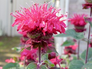Wall Mural - A bee balm flower 