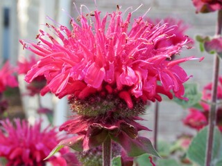 Wall Mural - Close up of a bee balm bloom 