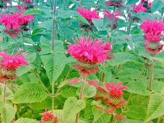 Wall Mural - A bee balm plant