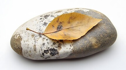 Wall Mural - Autumn Leaf on Smooth River Rock Nature Still Life