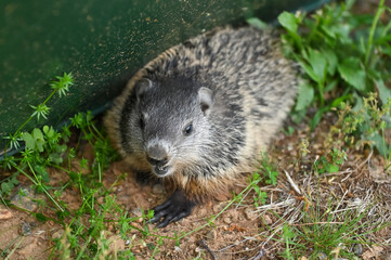 groundhog in the spring outside in the grass