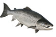 © Michael - Realistic 3d rendering of an atlantic salmon swimming underwater, isolated on a transparent background